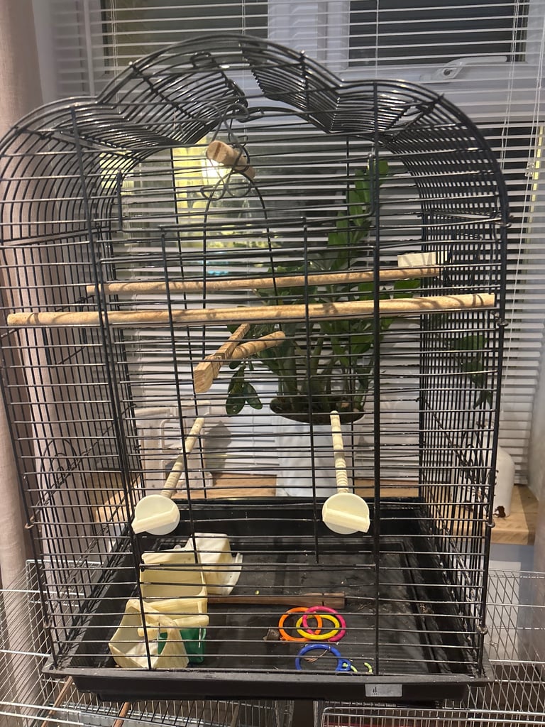 Hand tame budgie & set up(bargain)