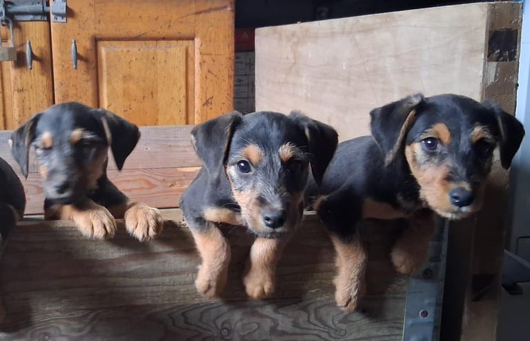 image for Mini Dachshund-Wired haired fox terrier mix puppies in Ballymena
