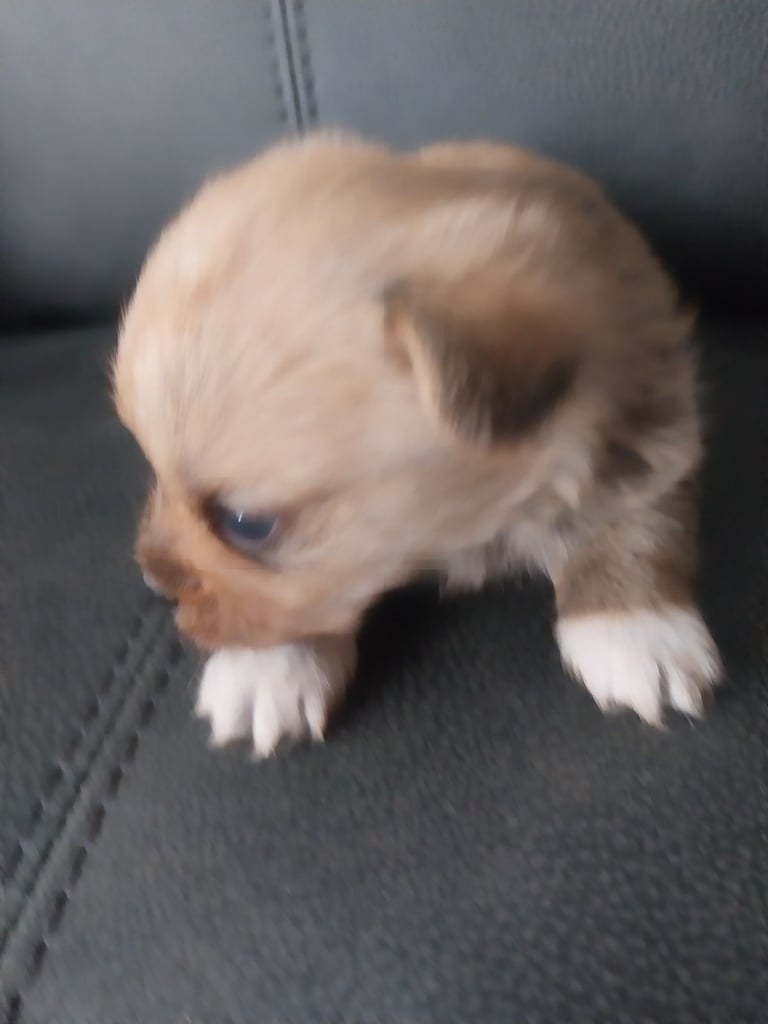 Pomeranian/terrior