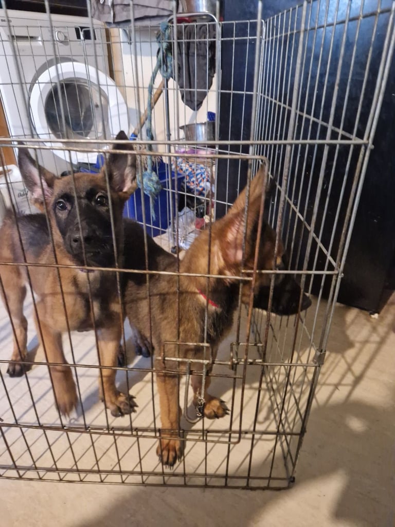 Malinois puppies 