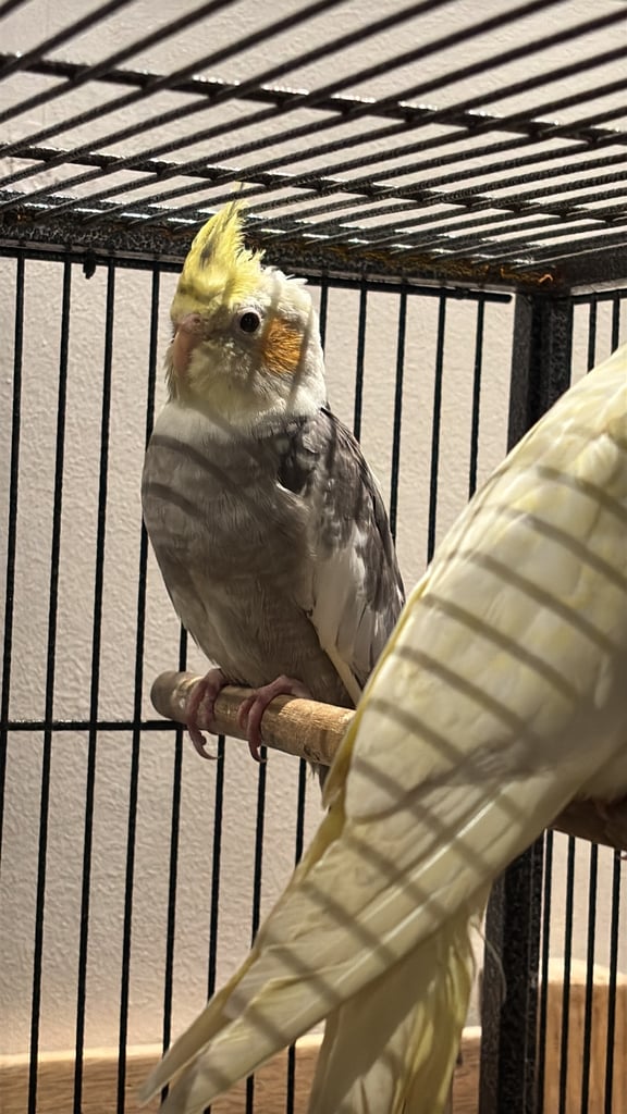 image for Baby Cockateils and cage