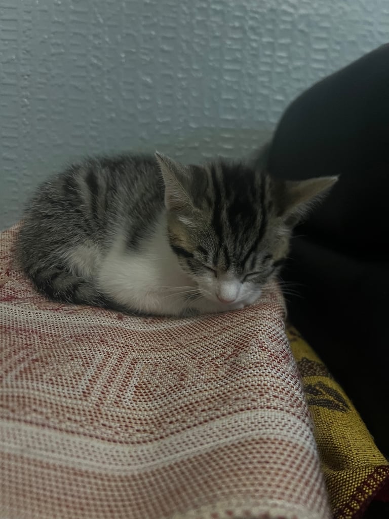 3 Kittens