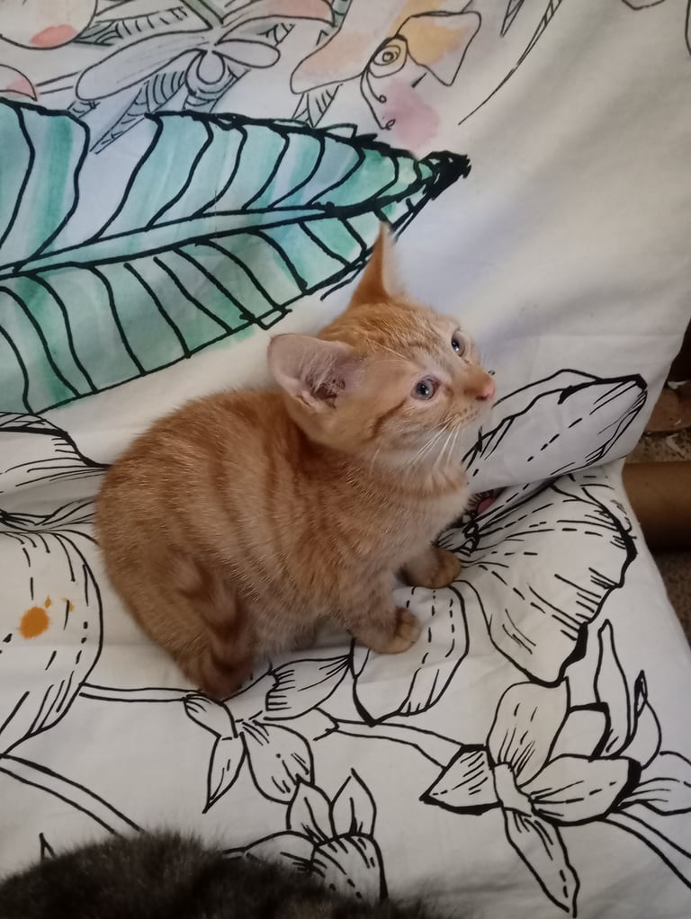 Kitten. Ginger girl