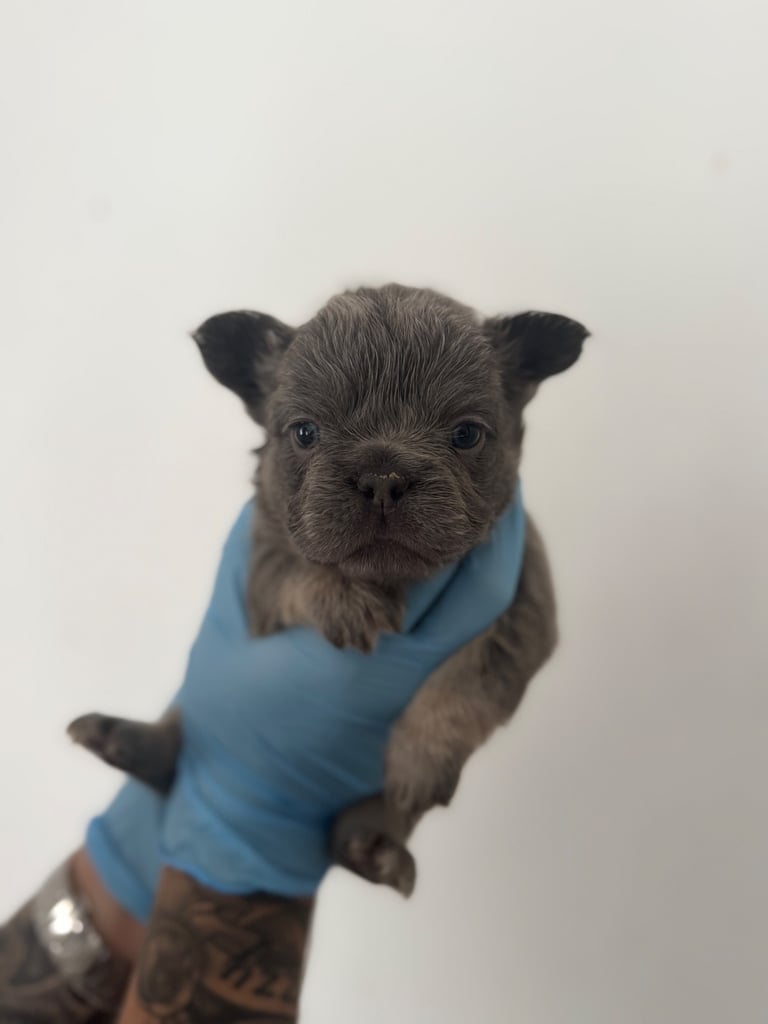Fluffy/fluffy carrier French bulldogs 