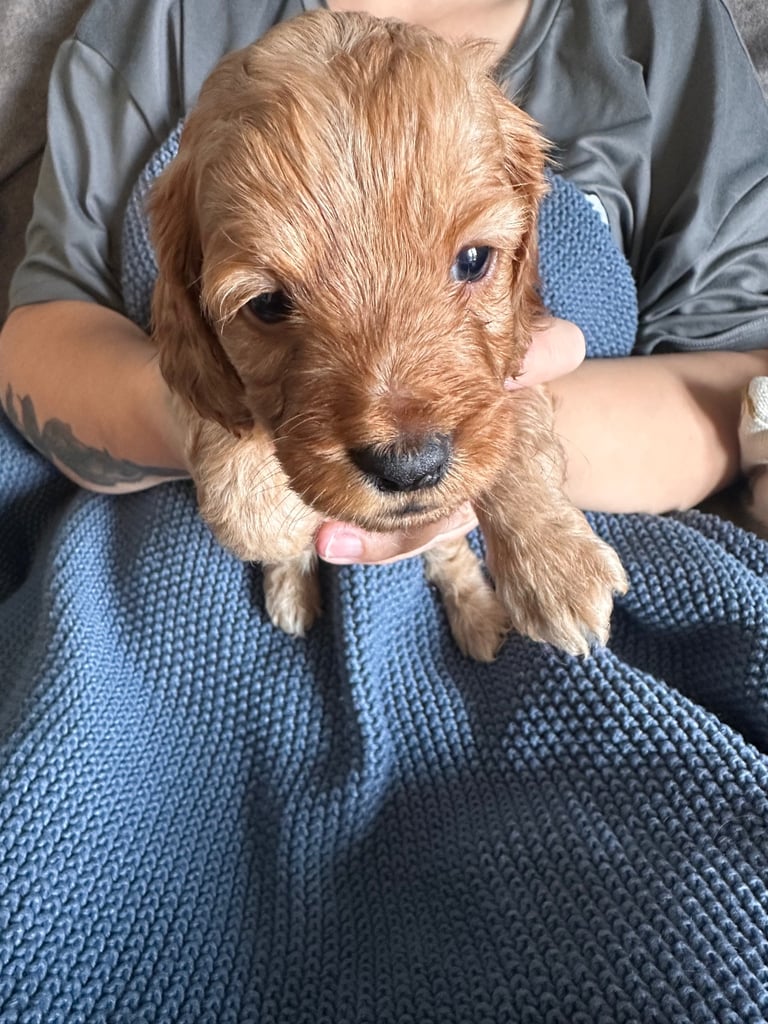 🐶 8 Gorgeous F2 Cockapoo Puppies – Ready Soon! 🏡