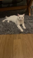 Beautiful white cat for sale 