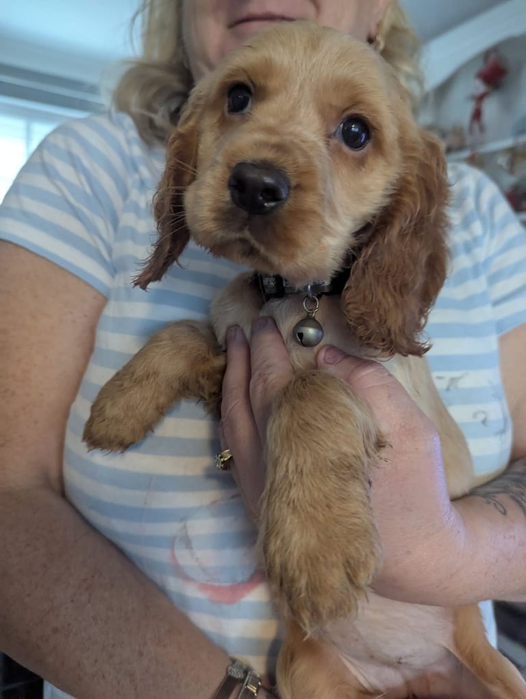 × Ready Now × Beautifull Cocker Spaniel Pups 