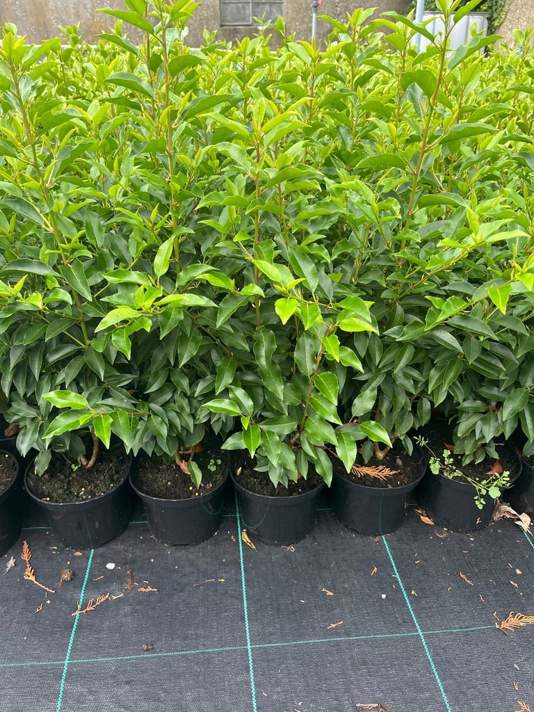image for Portuguese Laurel Hedging Plants (Prunus Lusitanica) 2L pot 40-60cm tall