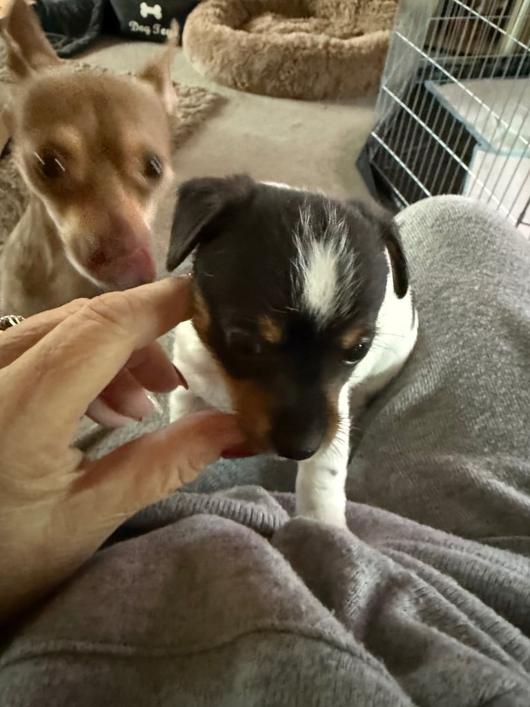 Jack Russell puppies 