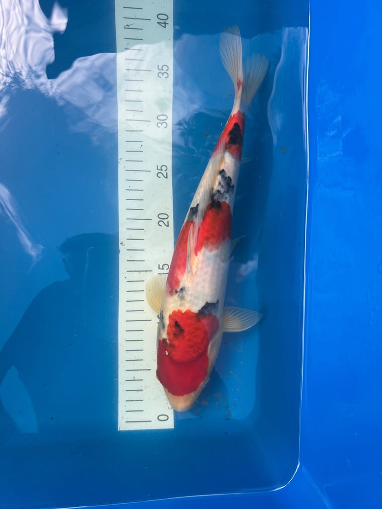 koi fish sale