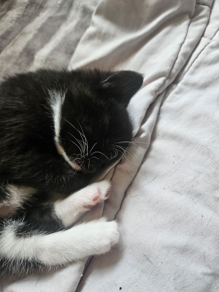 2 kittens available. 