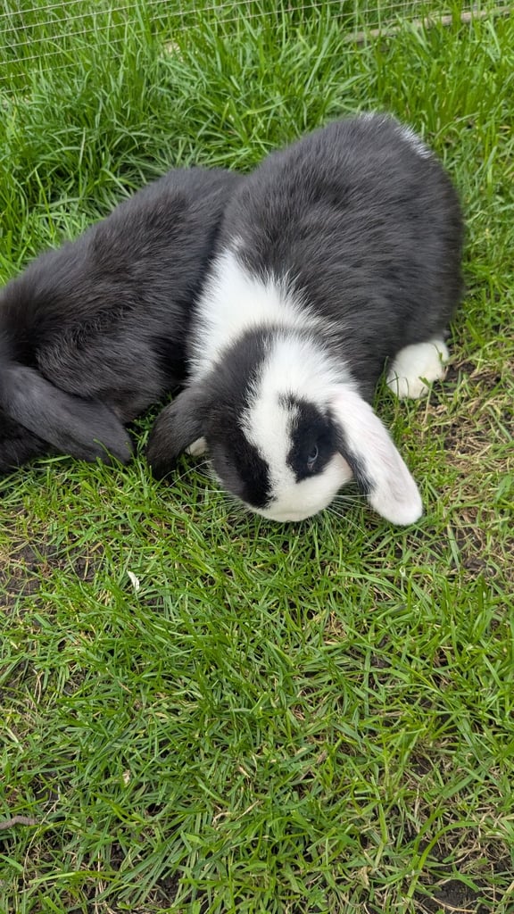 Mini lop babies ready now. 