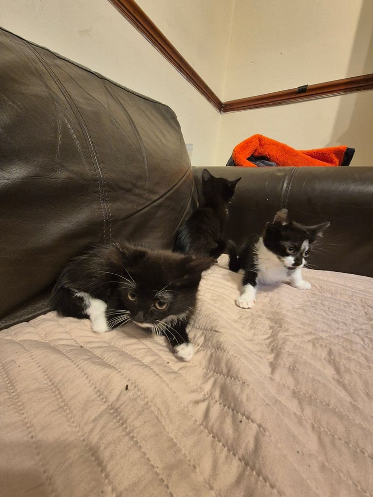 3 gorgeous female kittens. urgent. £45