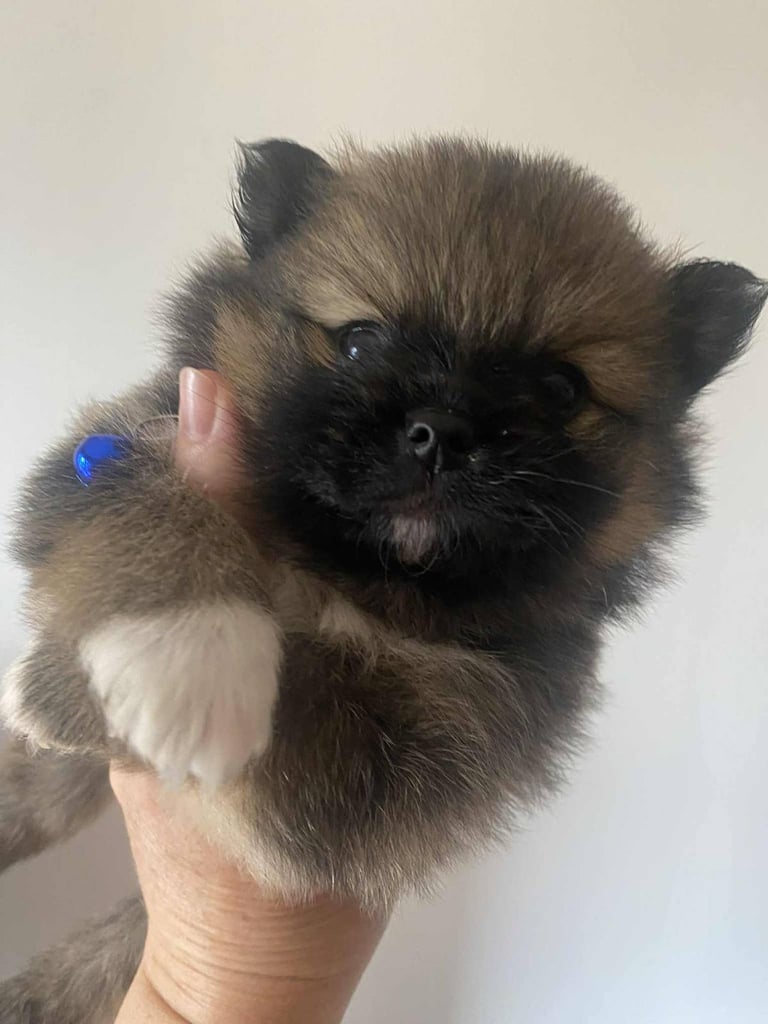 Pomeranian puppies 