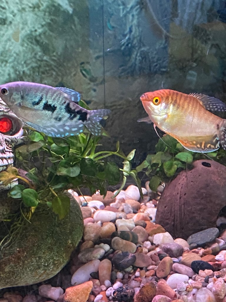 Aquarium with fish