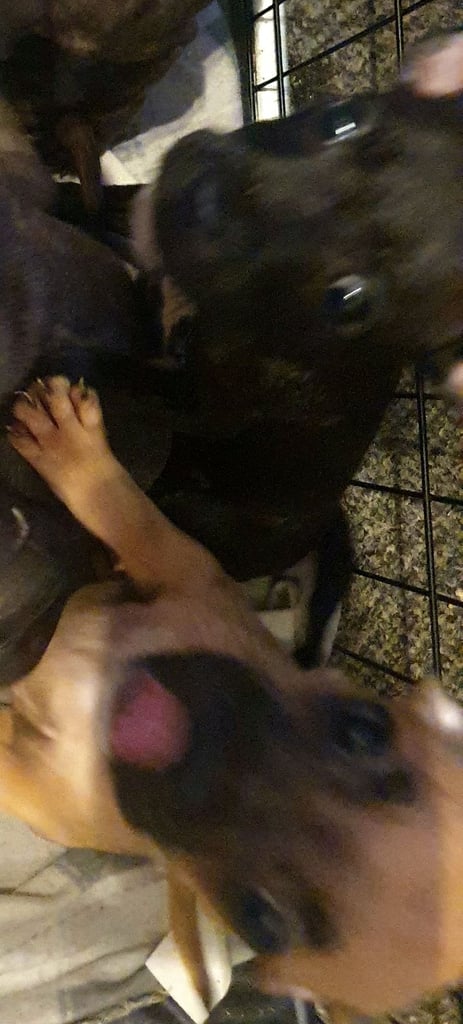 Frenchie x Staffy ( Puppies ) 