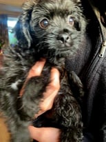 Poodle Cross Puppies - Ready to leave now!