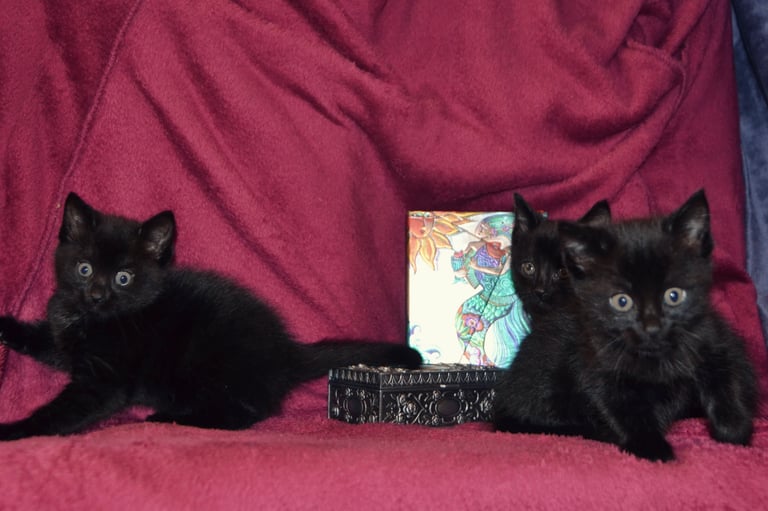 Maine-Coone/Bombay Mixed Kitten (1 LEFT)