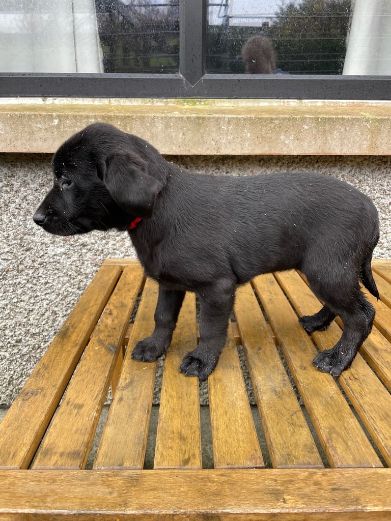 F.T. Champion Pedigree IKC Registered Labrador puppies - IR/GB F.T. CH