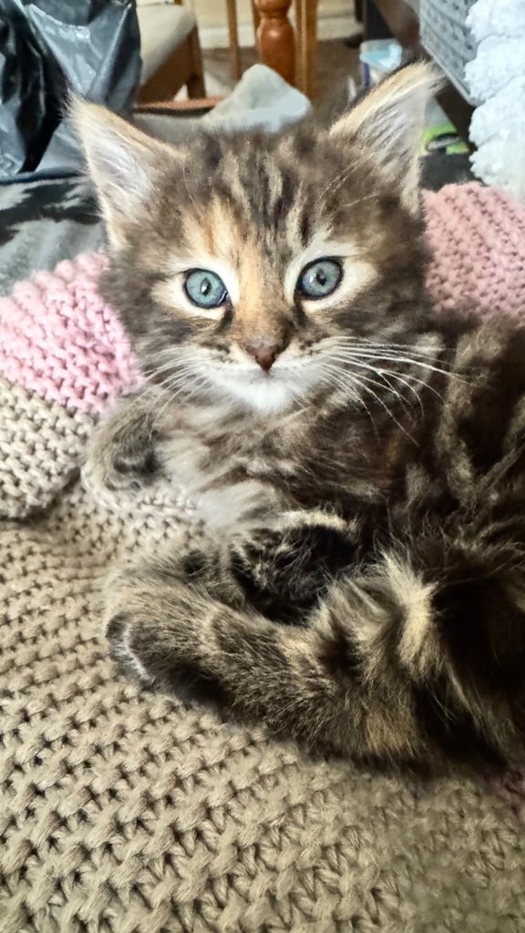 *LAST KITTEN* Girl, Norwegian Forest cross