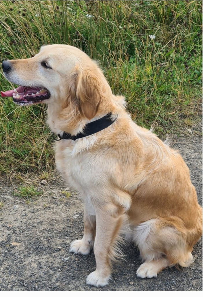 Male golden retriever pup *ready to leave now*
