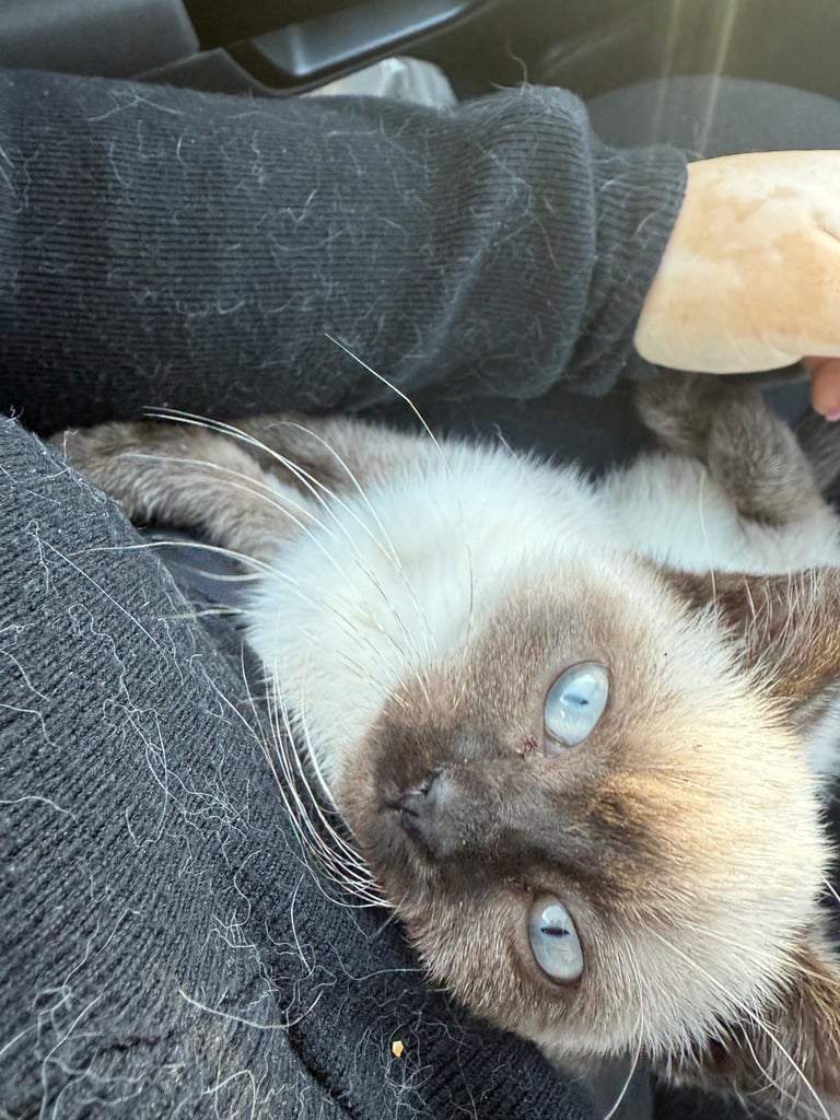 Siamese kitten for sale 
