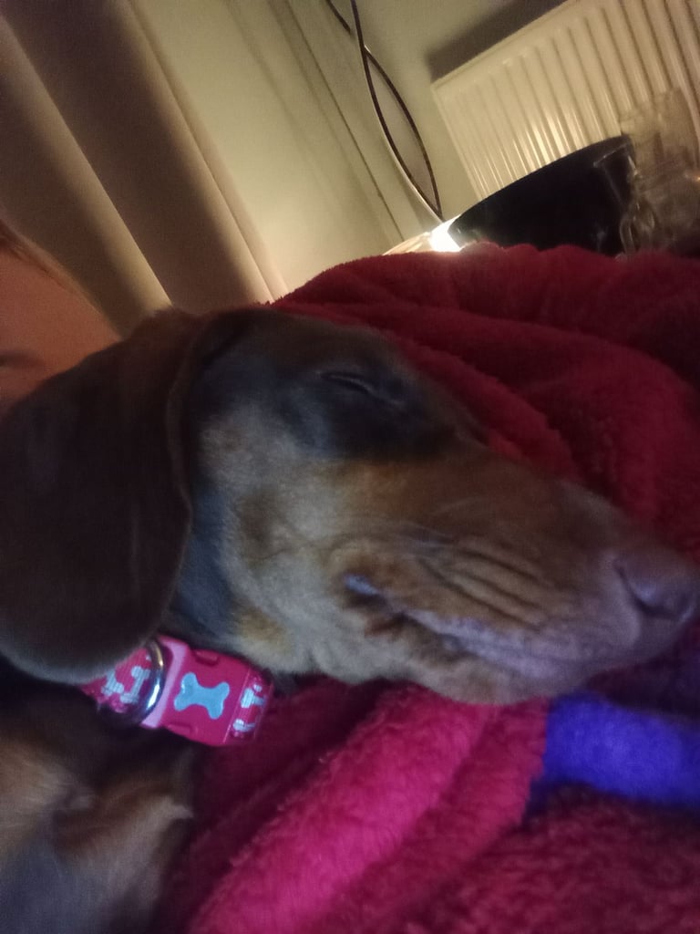 Beautiful 9 Month old miniature dachshund for sale. 