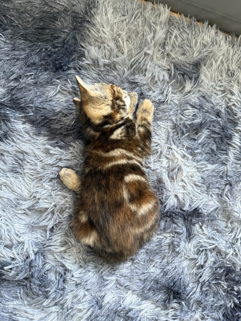 Kitten 