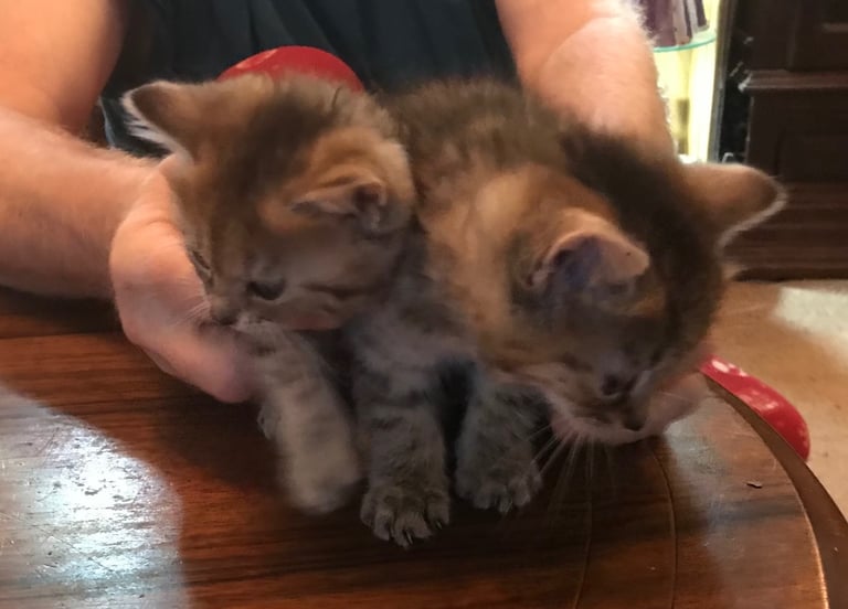 2 Beautiful Fluffy Tabby Kittens for sale
