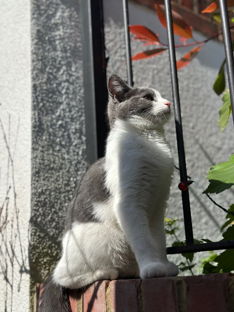 Beautiful Domestic Cats – Mum, Dad & 3 Adorable Kittens (2 Boys, 1 Girl)