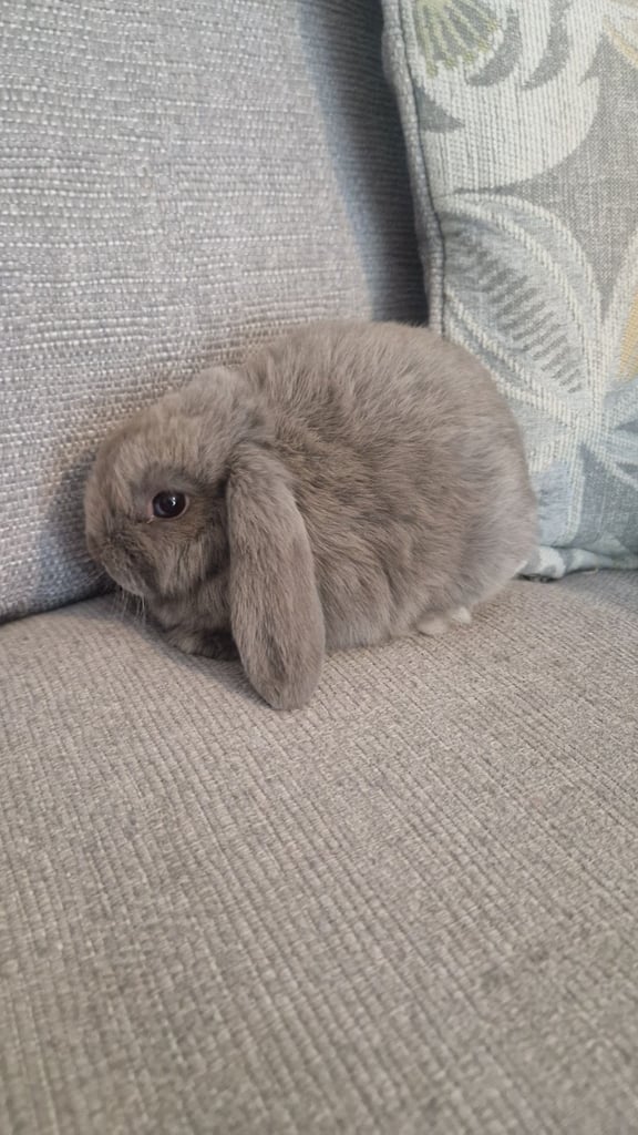 Gorgeous lionlops rabbits