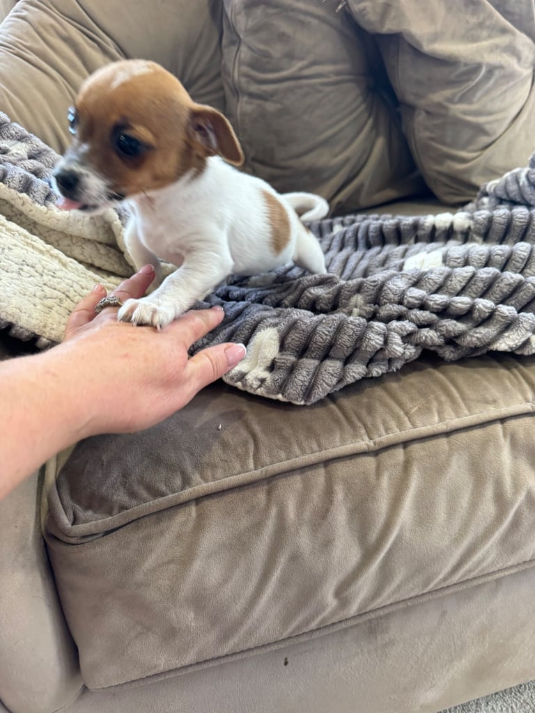 Tea cup size jack Russell puppies 