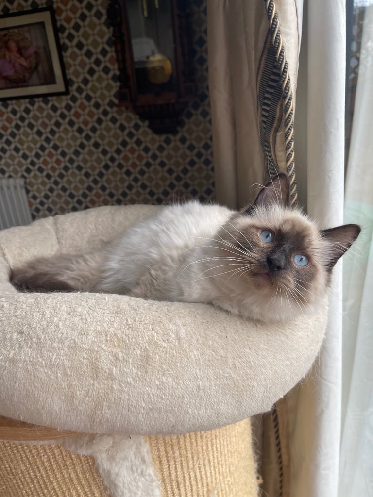 Cuddly GCCF Ragdoll Boy