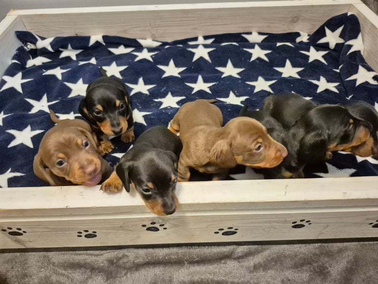 Minature Dachshund puppies. All reserved 