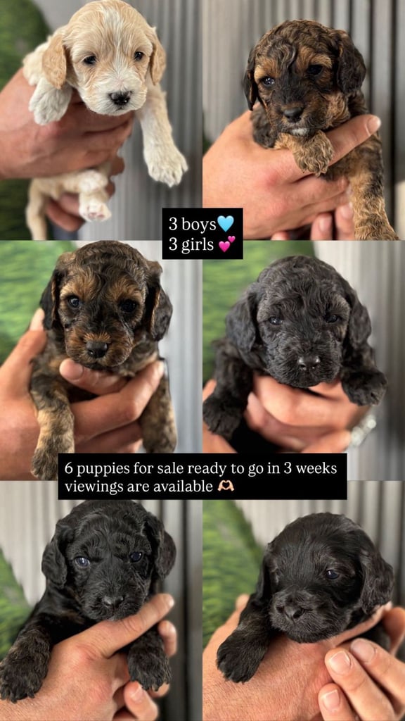 Cavapoo 