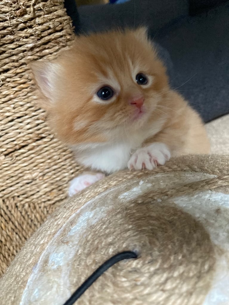Ginger Kittens – Ready Mid-October – £180 Each