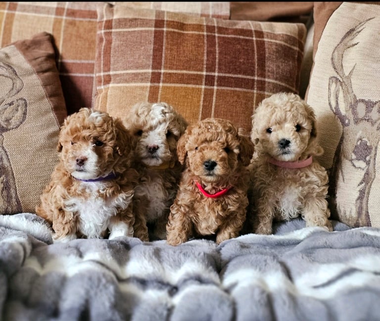 Maltipoo | Dogs & Puppies for Sale - Gumtree