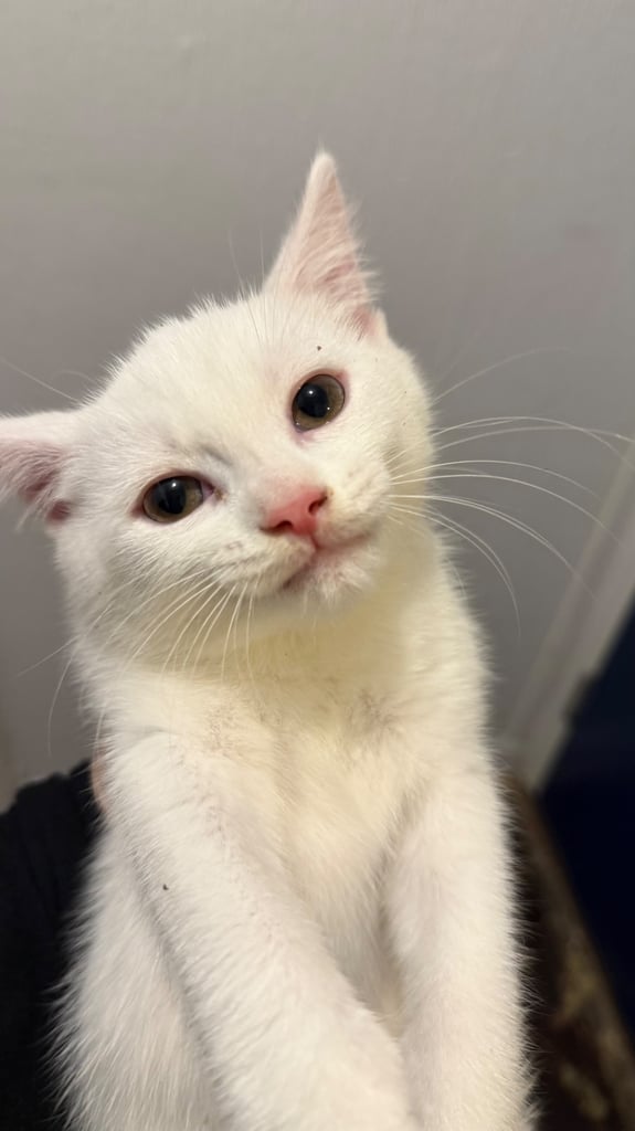 Kittens