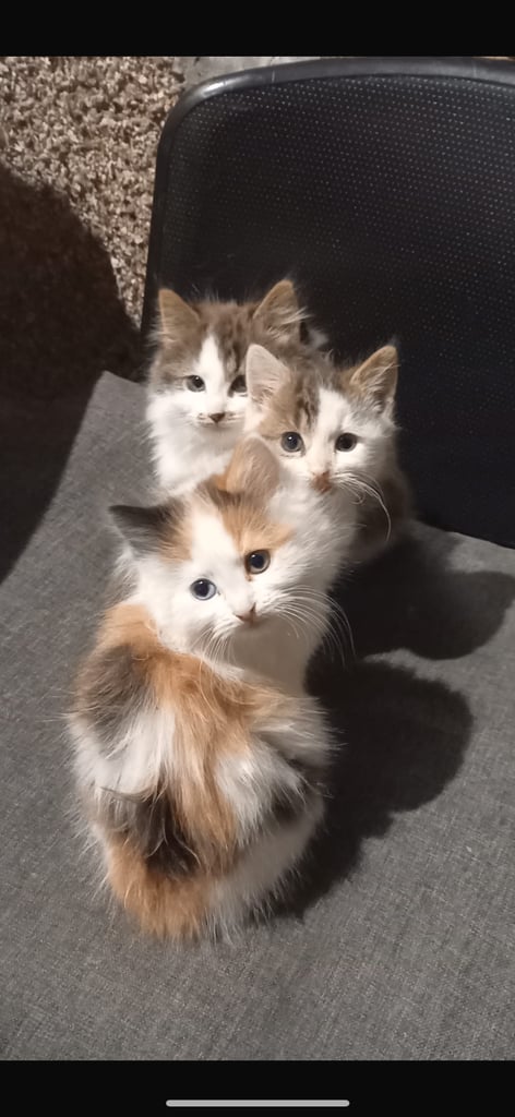 Kittens