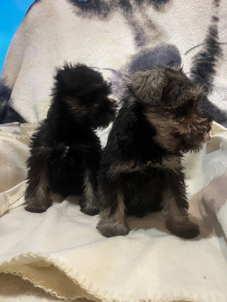 Miniature Schnauzer pups k.c reg’d
