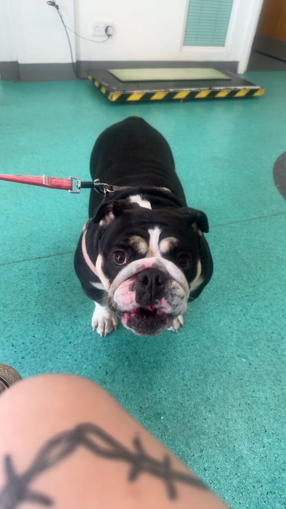 image for Female British Bulldog
