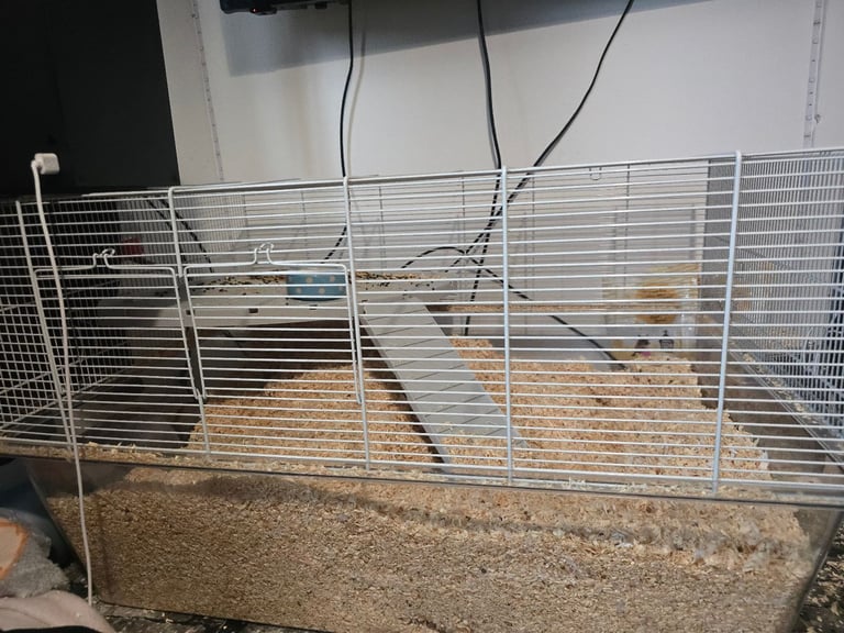 Gerbils and set up 
