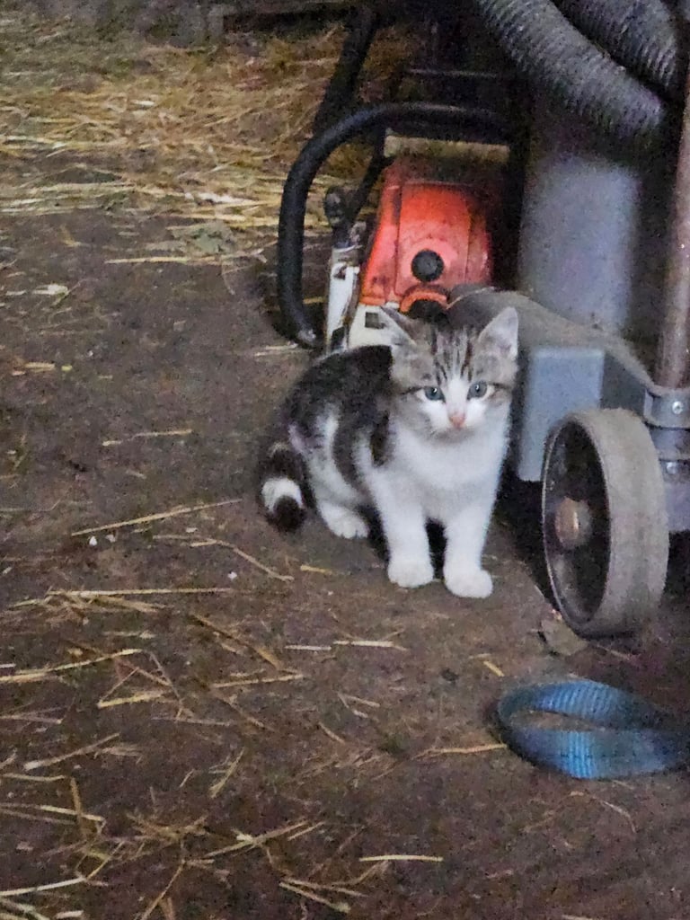 Stripey kitten. Ready to go