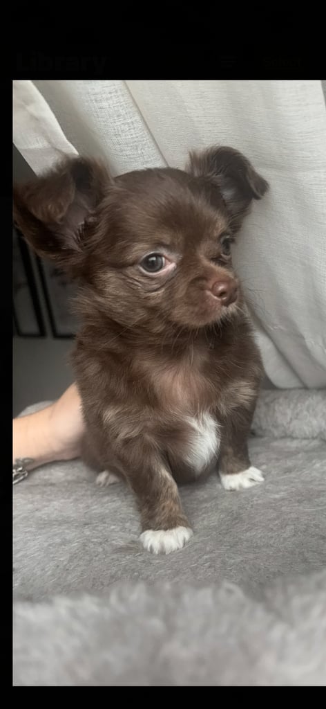 READY TO LEAVE SOON Blue Eye Merle, Tiny Longhair chihuahua 