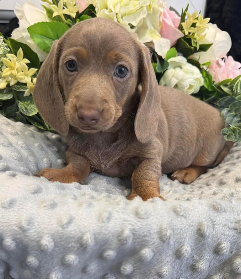 GORGEOUS MINIATURE DACHSHUND PUPS 