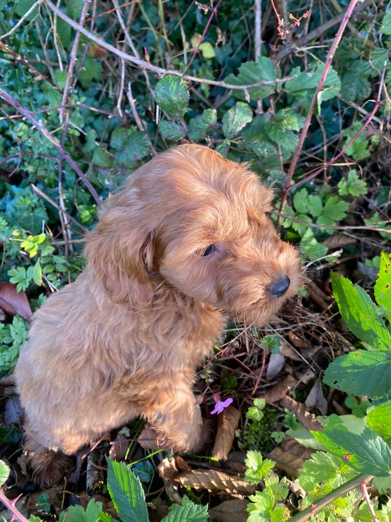 Miniature Cockapoo puppies