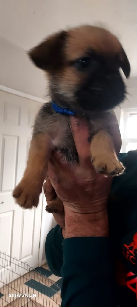 8 week old shitzu cross frenchie 