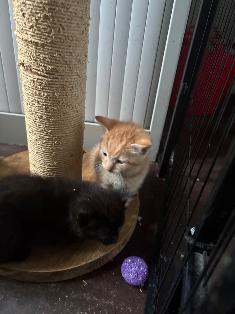 Black girl kitten only 