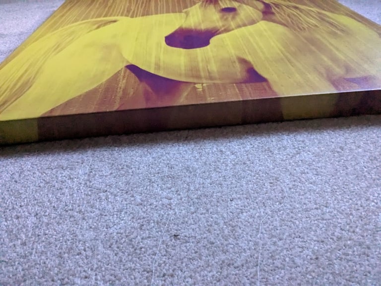 Wall art horse portrait Habitat brand