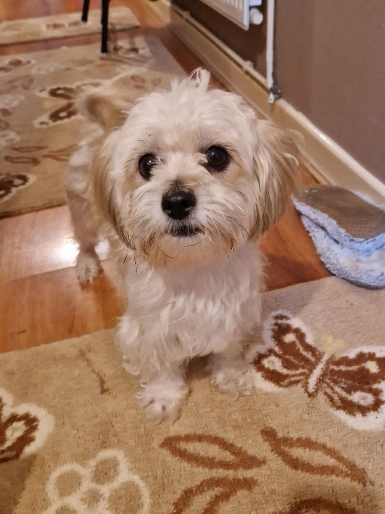 6 ADORABLE Teddy Shihpoos 